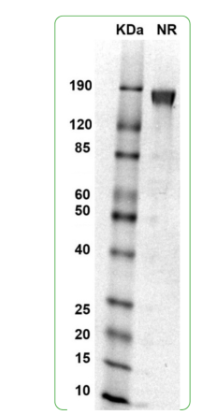 MW: Molecular Weight marker reduced condition
NR: IL-15Rα dimer under non-reduced condition